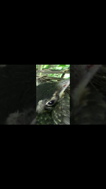 Baby Robins Day 12 #Shorts 🌞