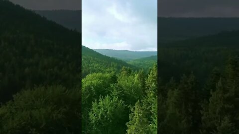 The Only Nature Forest Trees Sky Video You Need to Watch