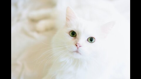 Cute cat even when bathing