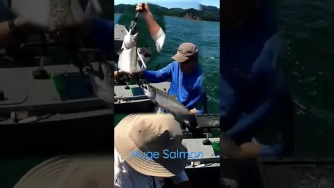 Huge Salmon!