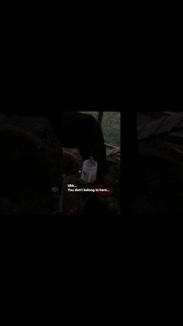 TROUBLE in the chicken coop! #shorts