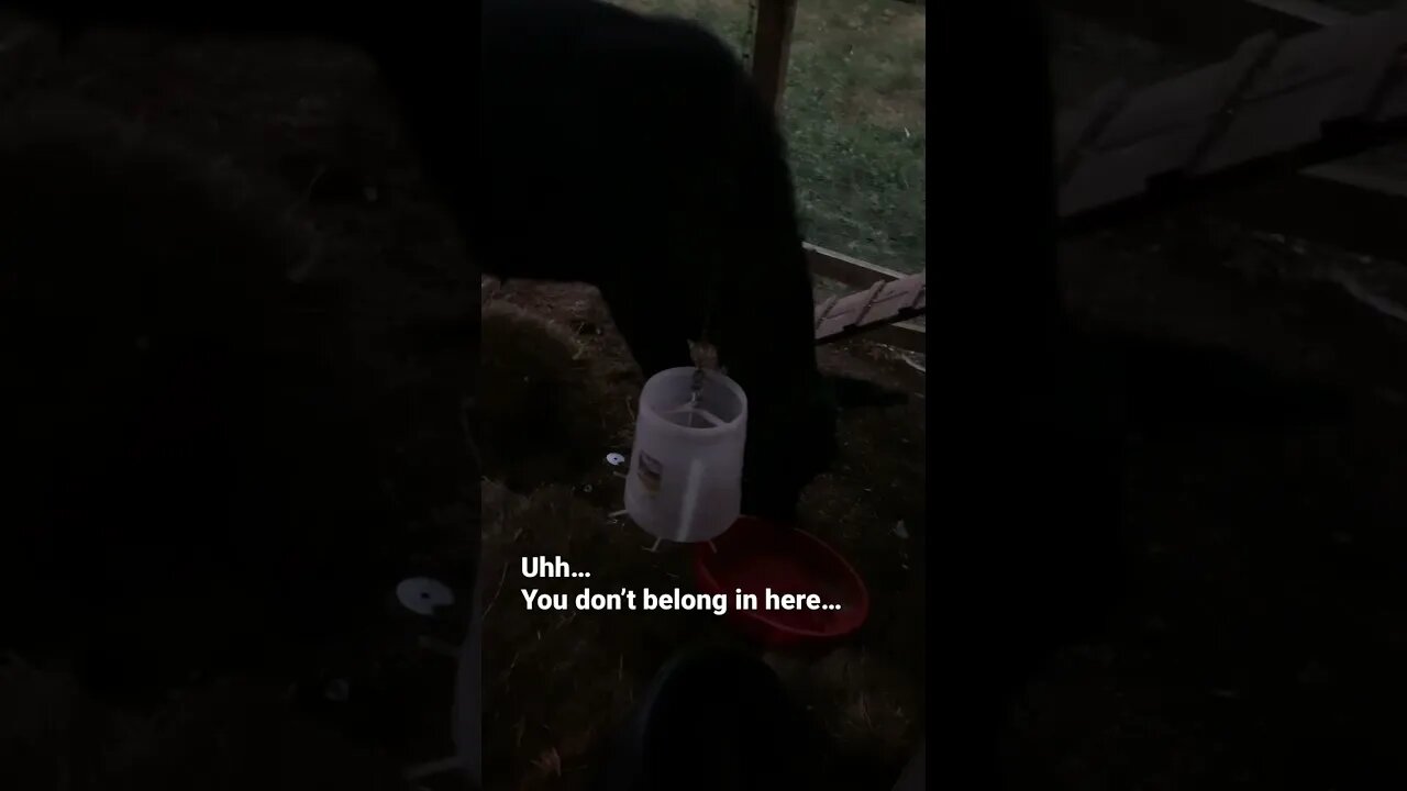 TROUBLE in the chicken coop! #shorts