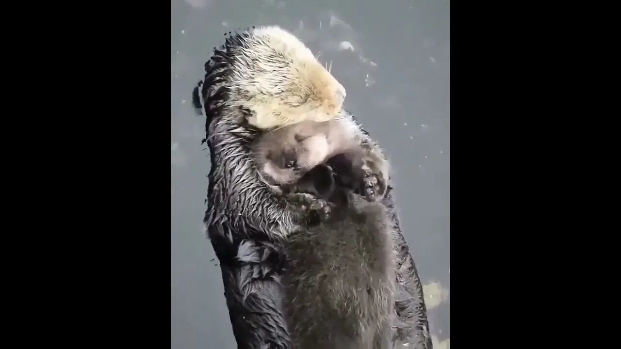 🦦 Mommy Sea Otter Hugging Her Baby to Protect Him #shorts