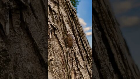 Cicada nymph climbing a tree