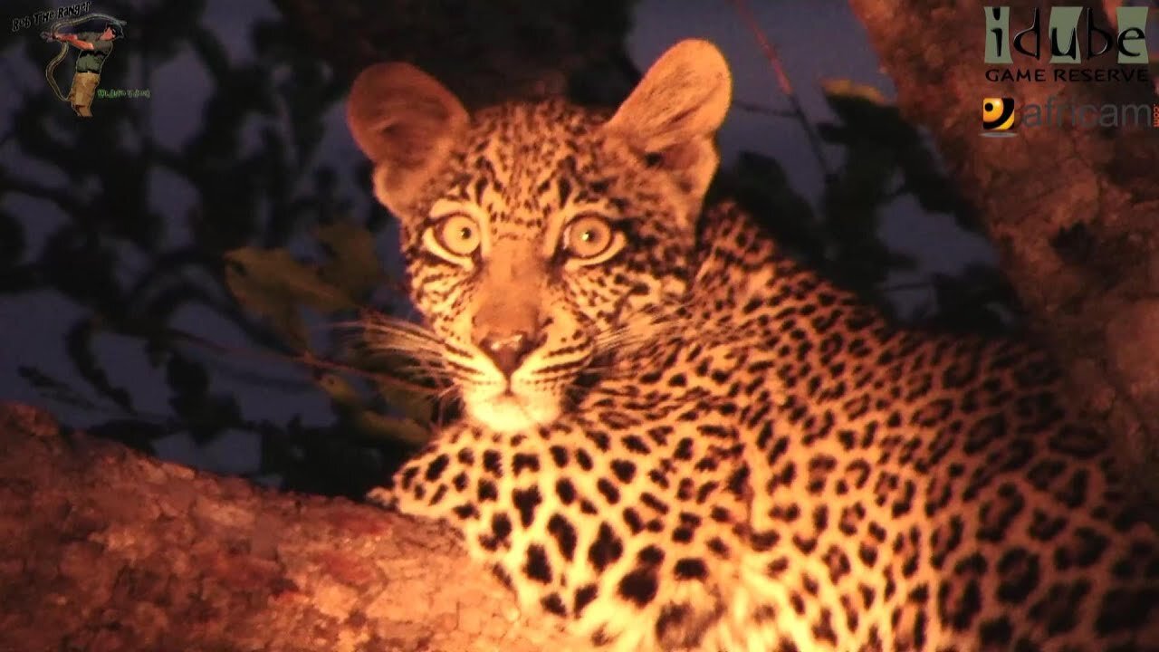 Leopard And Cub - Life Outside The Bushcamp - 21: Disturbed By Buffalo