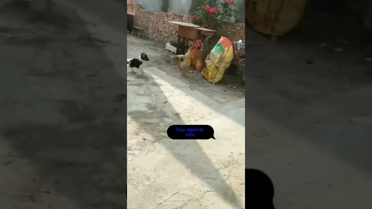 hen complains rooster🤣🤣🤣🤣#chicken