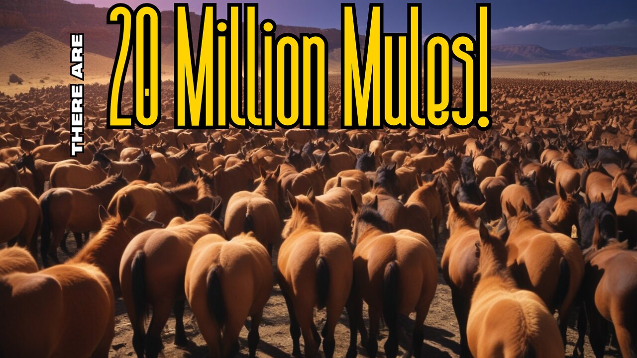 Twenty Million Mules Is The Real Problem