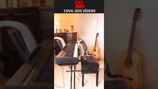 gato pianista