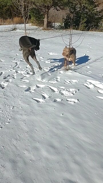 A Very Bonkers Cane Corso