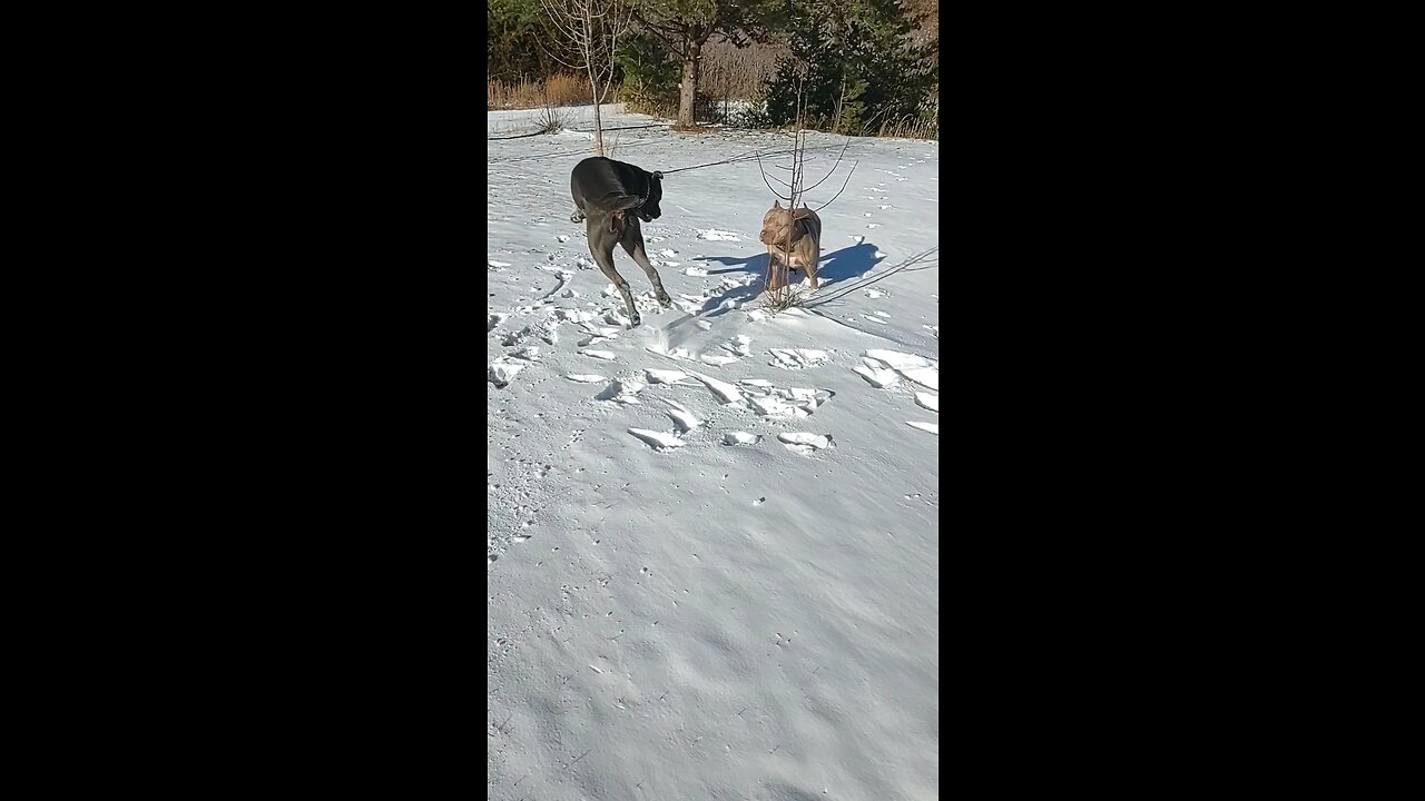 A Very Bonkers Cane Corso