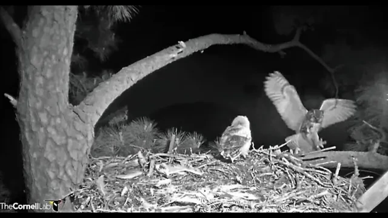 Mom Returns With Dinner 🦉 4/1/22 21:59