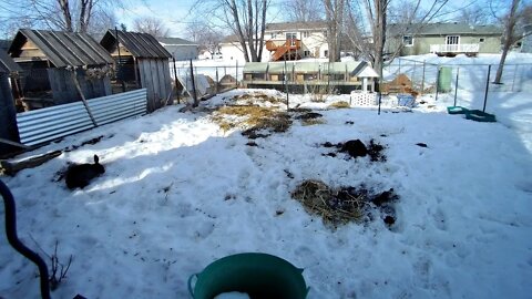 Boy Rabbits exploring the winter garden!