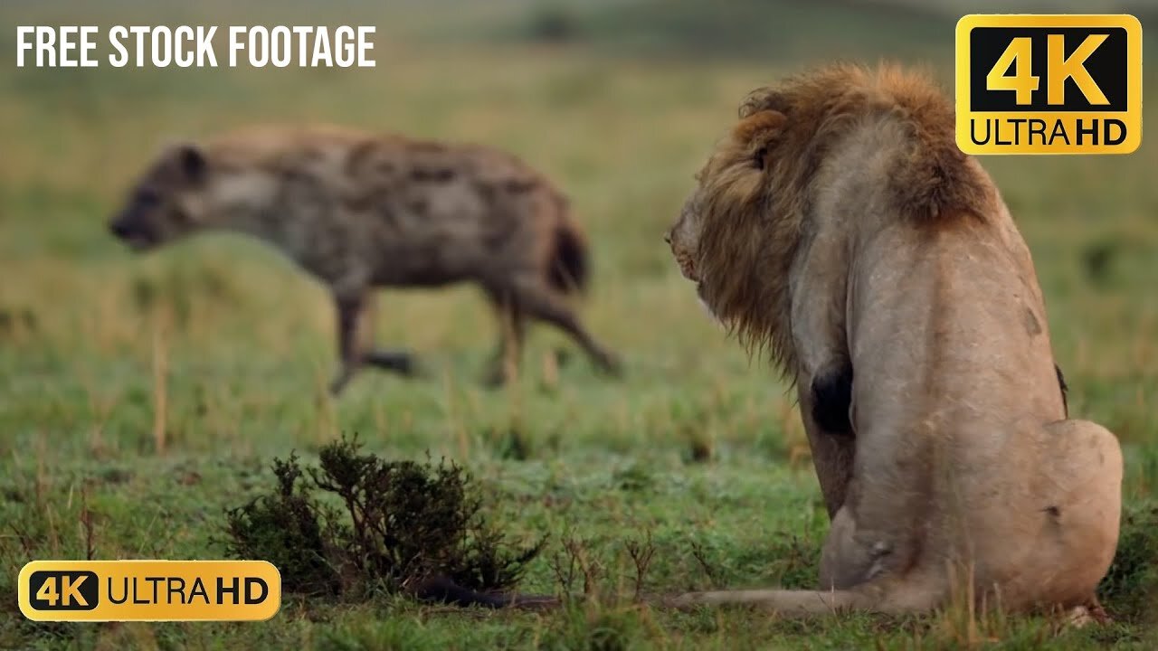 #lion Fighting Group of #hyna -- Free Stock Footage -- Free Download