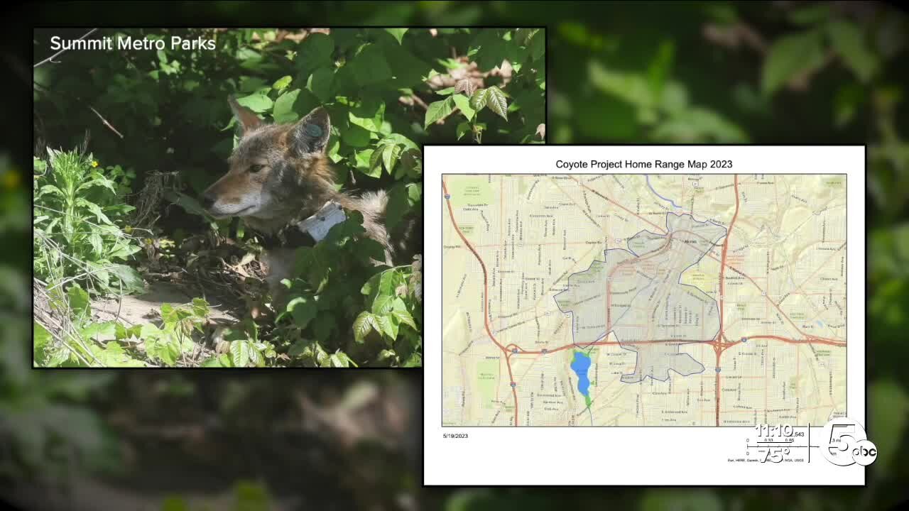 Akron Zoo, Summit Metro Parks partner up to research coyote behavior