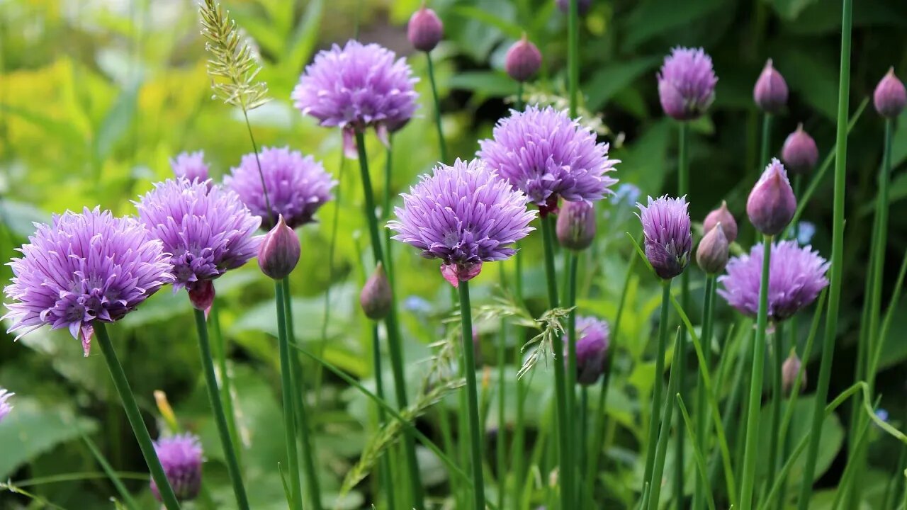 Chives, 🐔 and garden talk.