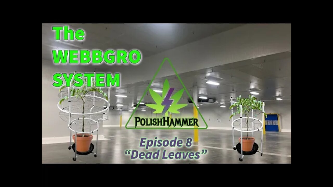 WebbGro System Ep.8 "Dead Leaves" 🕸🌲👽🔨 #WEBBGRO #NORTHGENETICS #MAC1 #SPIDERFARMER #420 DAY38