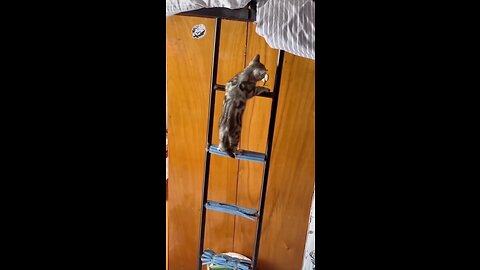 Cat funniest movement