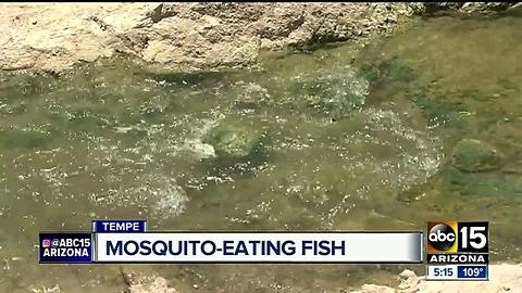 Mosquito eating fish released across Valley canals