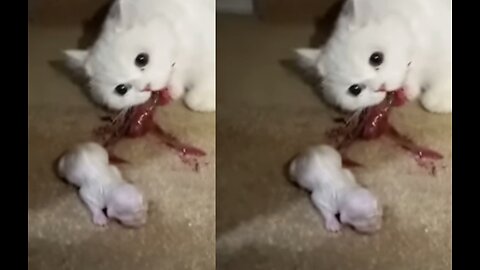 cat chewing on umbilical cord