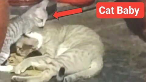 Cat baby funny and mother cat entry video