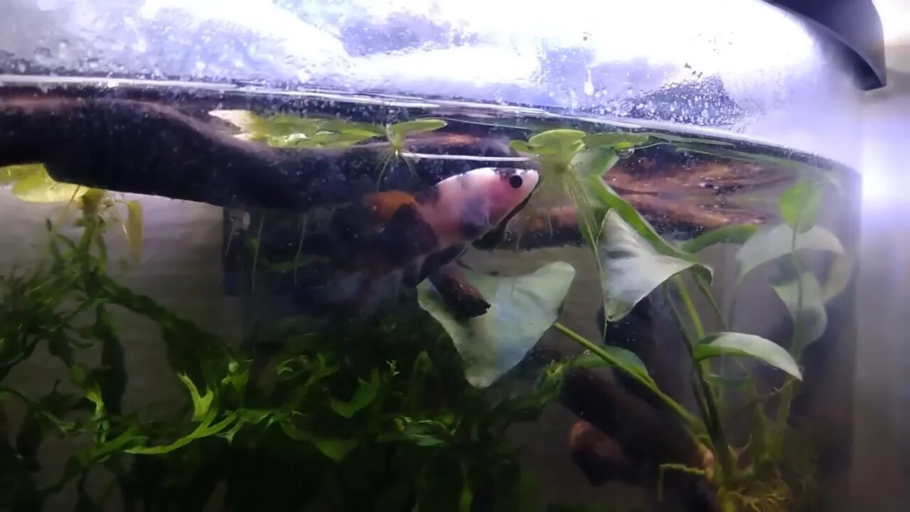 Koi Betta Needs a Name