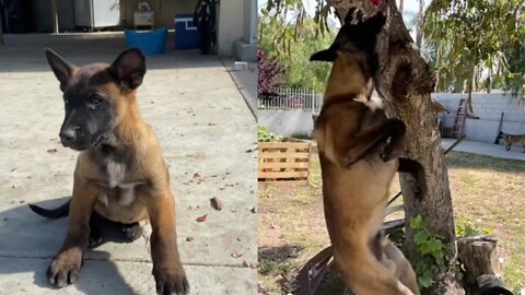 Belgian Malinois from puppy to now