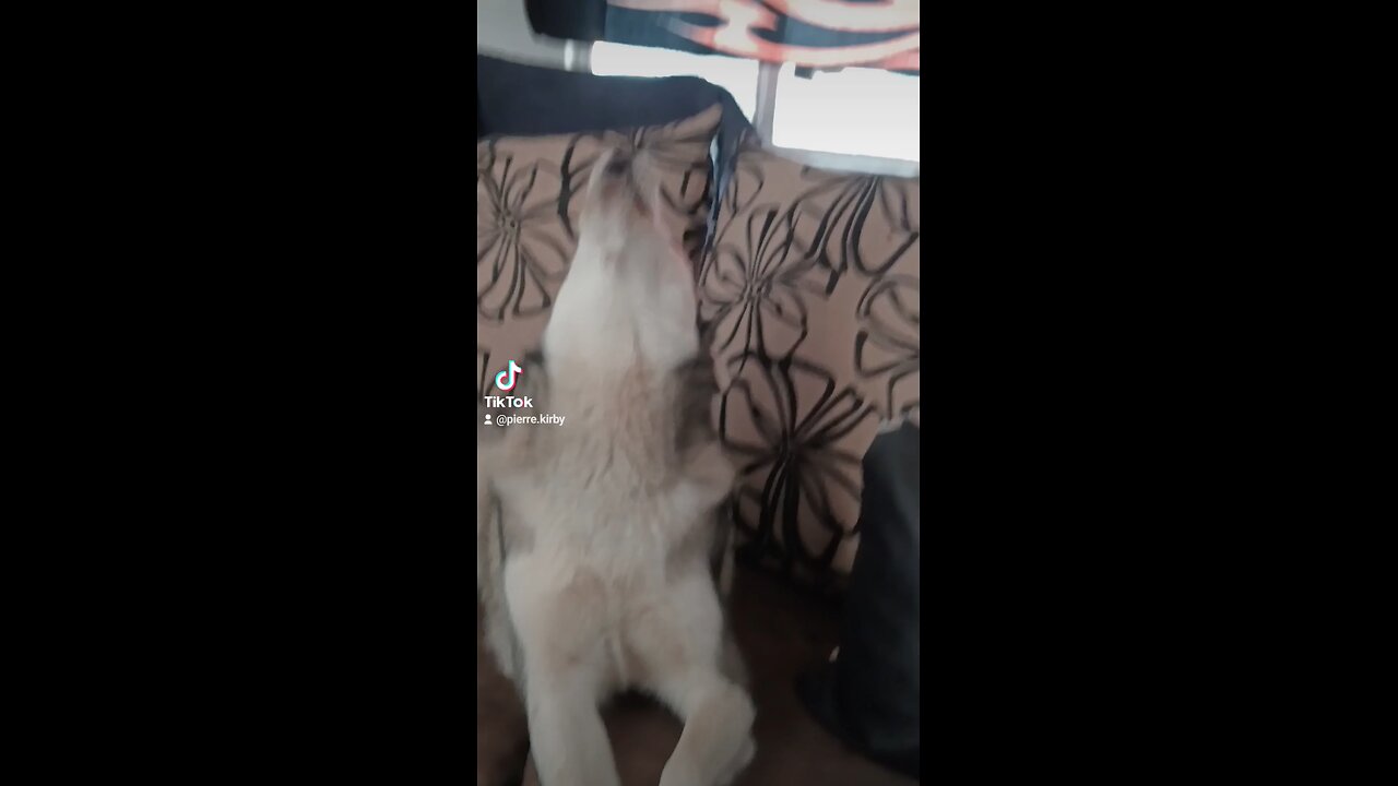 husky singing