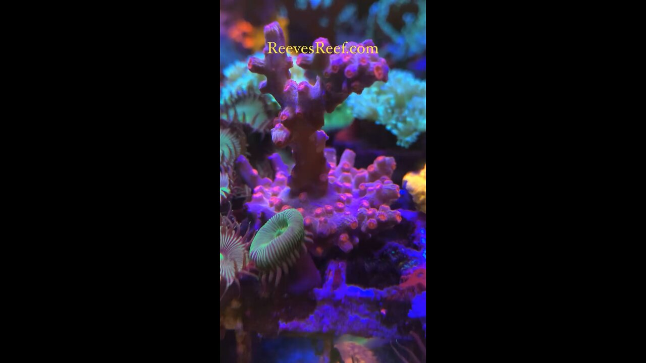 Branching cyphastrea