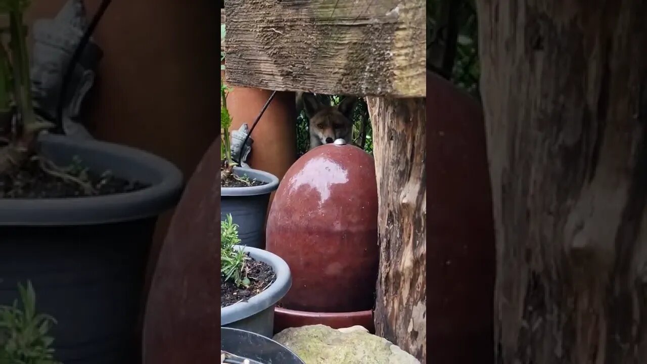 🦊Friendly urban fox Ajax playing hide and seek Samsung S22 ULTRA first upload