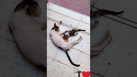 #cat #catvideo #catlover