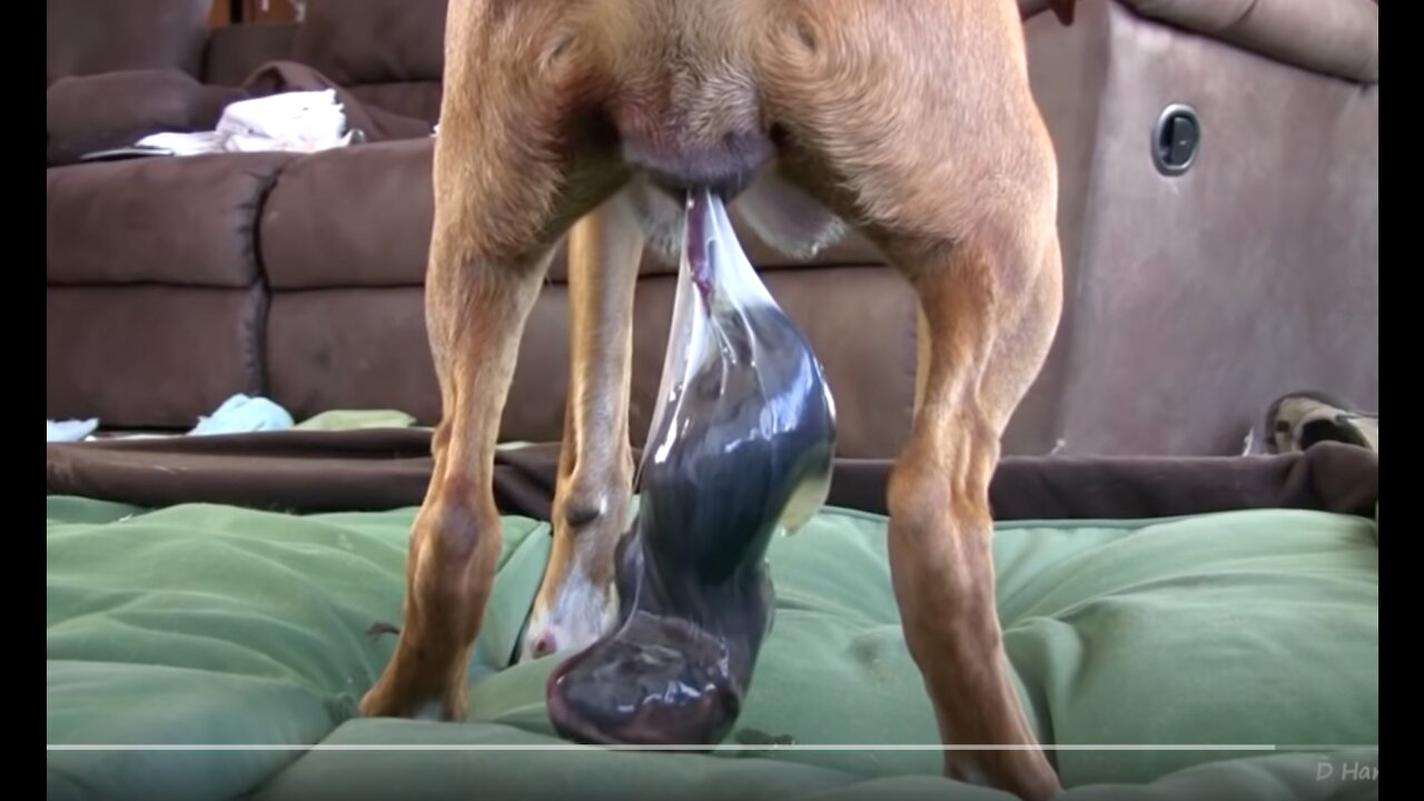 DOG GIVES BIRTH STANDING UP!!!!!