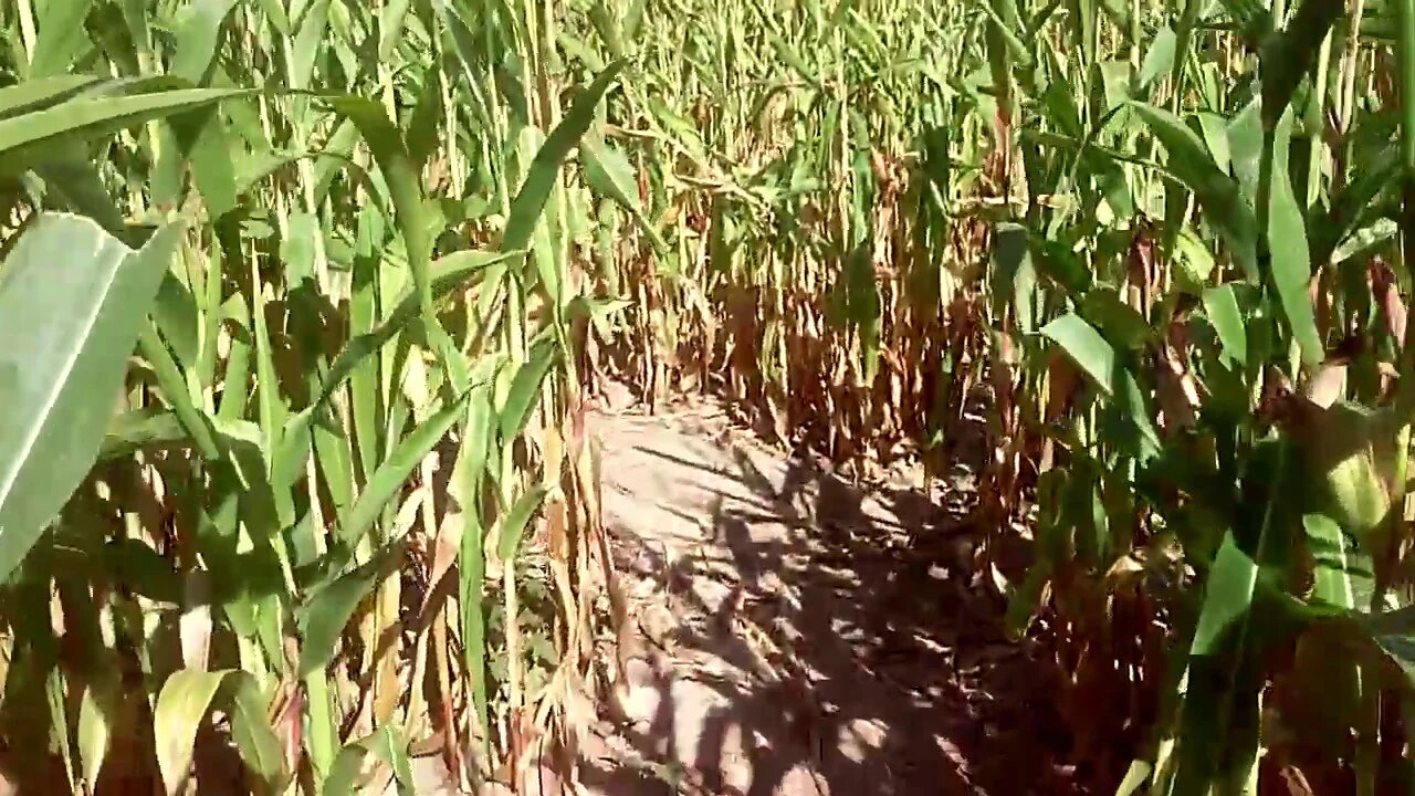20190927 Maze walk made of Maize.