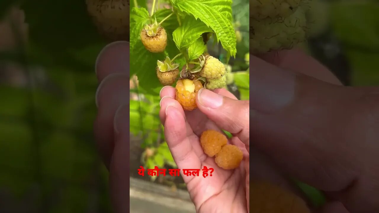 what is this? #shorts #frouts #फलोंकेनाम #information