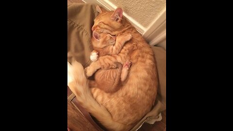 cute cat baby with mom