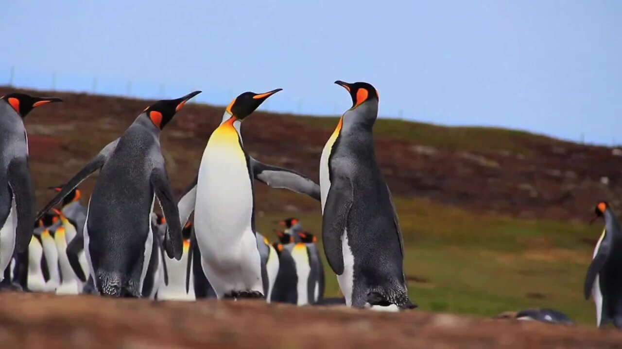 "Penguins The Fascinating Flightless Birds of the Southern Hemisphere"