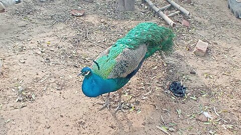 peacocks wildlife