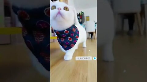 cute cat videos 😹 funny videos 😂 471 😻