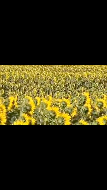 Sunflowers Turning Away From The Sun?