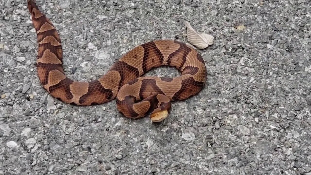 Copperhead snake in the Shawnee National Forest Illinois