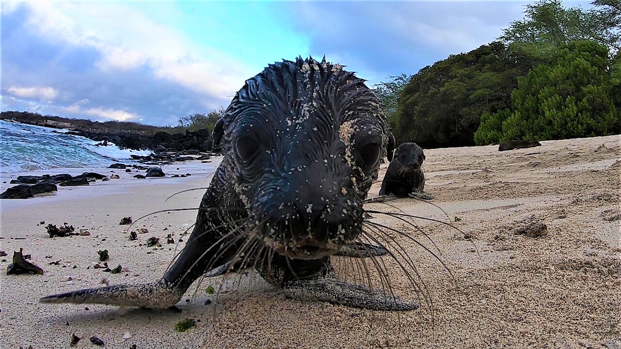 Baby sea lion pups curiously investigate a camera on the beach in the Galapagos Islands