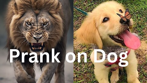 Fake Lion and Tiger prank on dog