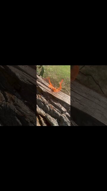 Guitar Pick Fire Starter🎸🔥 #Shorts