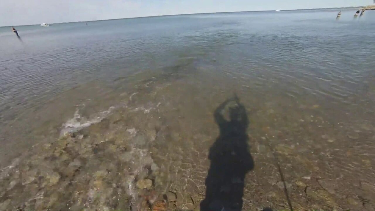 Steelhead attempting to "run" into tributary