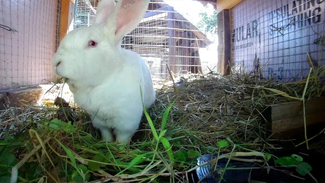 Shadow the rabbit getting some lunch in his hutch #TheRabbitCity