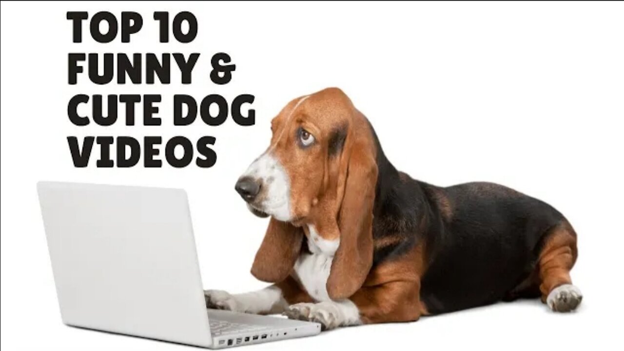 Top 10 Funny and Cute Dog Videos