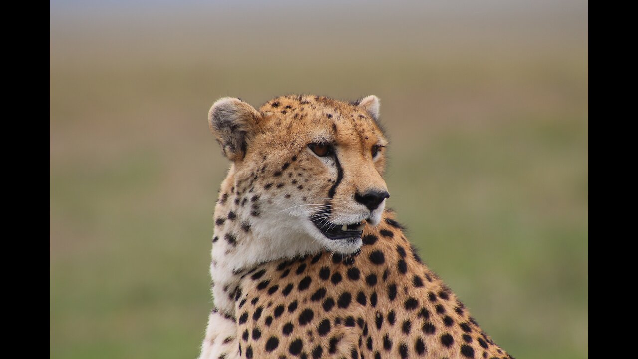 Animal Cheetah Hunting