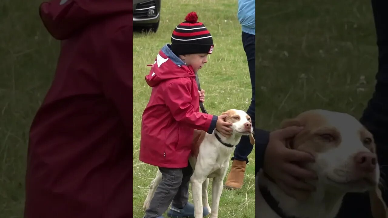 Foxhounds Association 2023 at Stradbally Hall. #foxhound #ireland