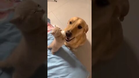 Good boy..🐕🐾🐈🍼🥰