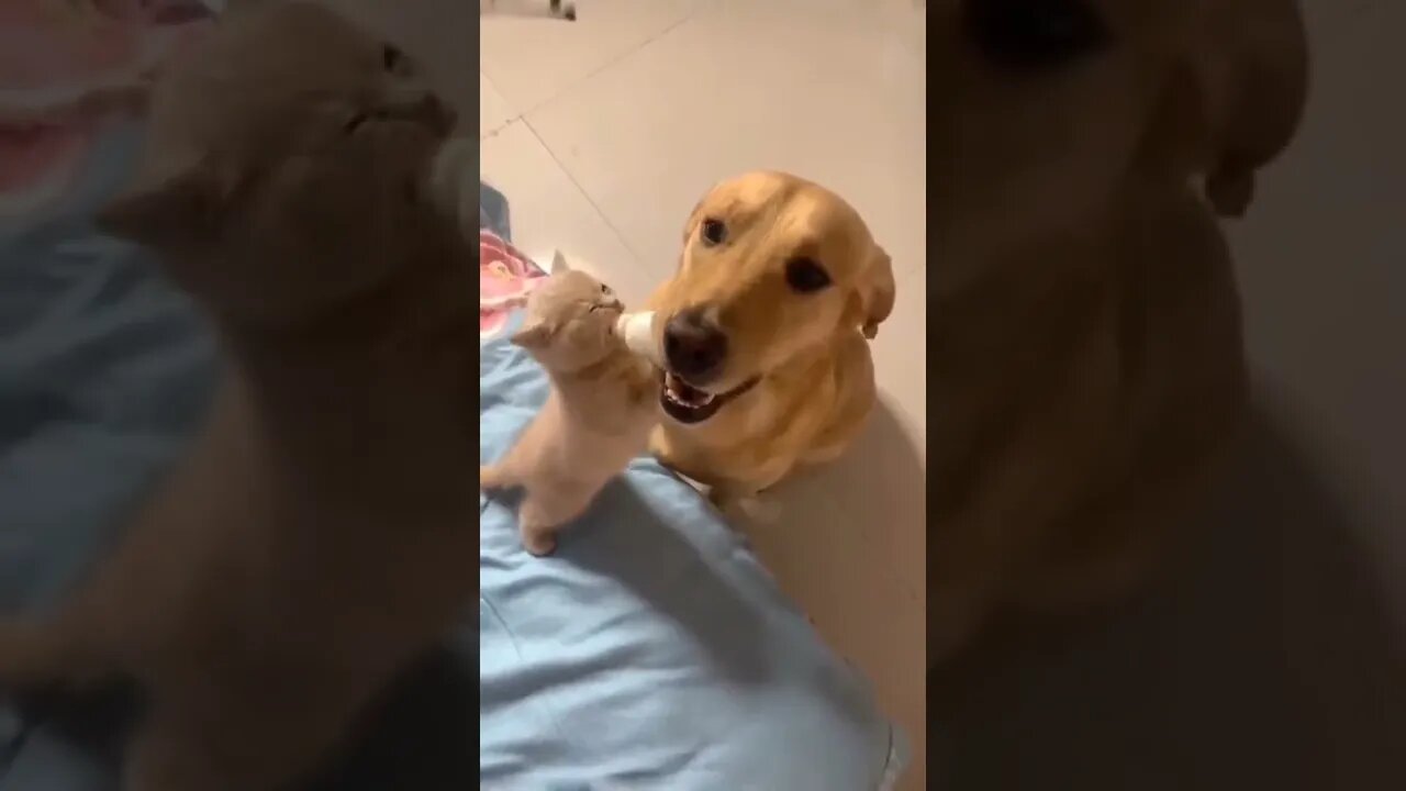 Good boy..🐕🐾🐈🍼🥰