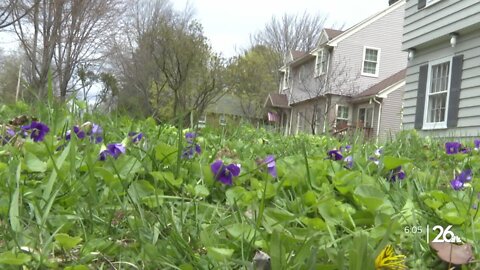 How and why the 'Low Mow May' movement works